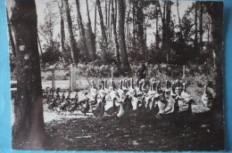 Villeneuve De Marsan : Jean Darroze Au Milieu De Son Parc D´élevage De " Daugé " ( Belle Animation ) - Villeneuve De Marsan