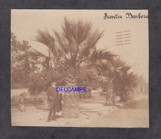 Photo Ancienne - SANTA BARBARA - Palmier  - Début 1900 - Santa Barbara