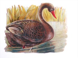 ""  JOLI  DECOUPI  GAUFRE  //   CYGNE  "" 6 Cm - Animales