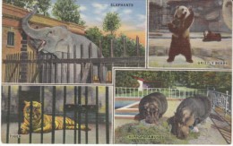 Memphis TN Tennessee, Zoo Scenes Elephant Tiger Hippopotamus Grizzley Bear, C1940s Vintage Curteich Linen Postcard - Memphis