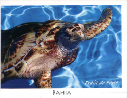 (228) Tortue - Tortoise - Bahia - Tortugas