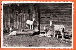BCHA-00 Groupe De Chèvres Intriguées Par Le Photographe. Tampon Lac Des Chavonnes Ormont-Dessous, 15 Août 1947, Non Circ - Ormont-Dessous