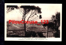 66 Pyrénées Orientales - BANYULS Sur MER - " Panorama à Travers Les Pins De La Salette " - Banyuls Sur Mer