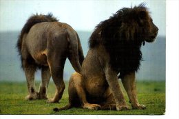 TANZANIE BEAU TIMBRE ET LIONS LIONNE AFRICAN WILDLIFE - Tanzanie