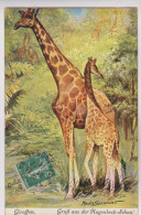 CPA ILLUSTREE MAUDE SCRIVENET GIRAFES - Girafes