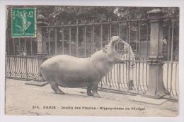 CPA PARIS JARDIN DES PLANTES, HIPPOPOTAME DU SENEGAL - Nijlpaarden