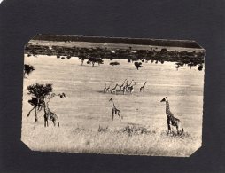 45521     Congo-Brazzaville,  A. E. F. -   Troupeau De  Girafes,  NV - Autres & Non Classés