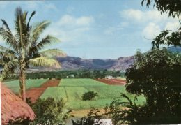 (595) Fiji Penang Valley - Fiji