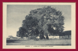 AFRIQUE. - ZAMBIE. - ZAMBEZE. -  L´Arbre De Livingstone à Séshéké.  (C.P.A. - Petit Format .) - Sambia