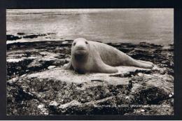 RB 973 - Real Photo Postcard - Sculpture On Rocks - Grasspoint - Isle Of Mull - Argyllshire Scotland - Argyllshire