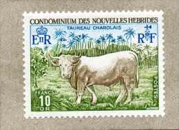 NOUVELLES-HEBRIDES :Taureau Charolais : élevage, Agriculture - Bovins, Bovidés - Légende En Français - - Neufs