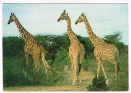 M1012 Reticuled Giraffes - Giraffe - Nice Stamps Timbres Francobolli / Viaggiata 1996 - Girafes