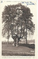 PICARDIE - 80 - SOMME - LUCHEUX - L'arbre Creux Dit Arbre Aux épousailles - Lucheux