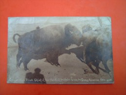 Post Card PHOTO WICHITA - First Chief Of The Herd Of Buffalo Wichita Oame Preserve - Bates - Oklaoma - Other & Unclassified