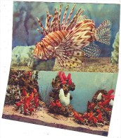 MONACO: Lot De 5 Cartes Neuves. Octopus, Amphiprion, Heniochus, Pteroïs, Synthia. Détails Au Verso - Musée Océanographique