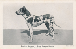 CHIENS - Race Dogues Danois - Cliché Gaillard - Dogs