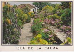 (CANA178) LA PALMA. EL MOLINO. VILLA DE MAZO - La Palma