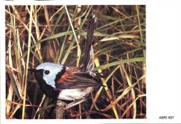 AUSTRALIA MAXICARD LOVELY WREN BIRD BIRDS  NOT STAMPED ND(1980/81) READ DESCRIPTION !!! - Cartas & Documentos