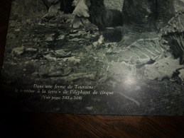 1941 Retour à La Ferme ,en Touraine, De L'éléphant Du Cirque AMAR ; En Afrique Noire; LUCHON Bibo ço Qu'ey Plan Det Païs - L'Illustration