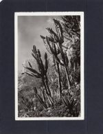 45552   Monaco,   Jardin  Exotique,  Euphorbia  Neutra Et  Divers,  NV - Exotic Garden