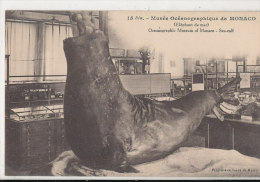 QQ 984/ C P A  -MONACO -  MUSEE OCEANOGRAPHIQUE  DE MONACO   ELEPHANT DE MER - Oceanographic Museum