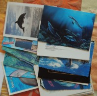 Lot De 17 Cartes Modernes Sur Les Dauphins Dont 1 Dédicacée - Dolphins