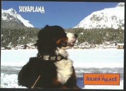 SILVAPLANA Hotel JULIER PALACE Berner Sennenhund Gut Erzogene Hunde Gratis Bar Püf Lounge Club 2012 - Silvaplana