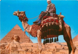 CPSM Giza-Camel   L1543 - Guiza