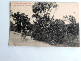 Carte Postale Ancienne : BERMUDA : Oleander , The Native Shrub And Two Natives - Bermuda