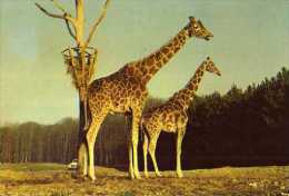 78 Girafes En Liberte Dans La Reserve Africaine Du Chateau De THOIRY EN YVELINES - Thoiry