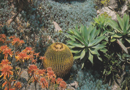 EUROPE,PRINCIPAUTE,MONACO ,JARDIN EXOTIQUE,FLEUR MADAGASCAR,MEXIQUE,EUPHOR BIA,ECHINOCACTUS,TRICHOCE REUS,SETICEREUS - Sonstige & Ohne Zuordnung