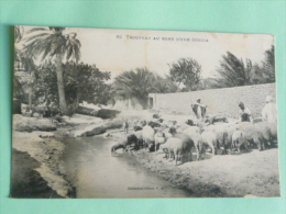 MEKNES - Troupeau Au Bord D'une Séguia - Meknes