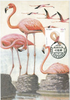 Portugal Maximum - Greater Flamingo - Phoenicopterus Roseus - Flamingo-comum - Aves De Portugal Alcochete 2000 - Flamingo