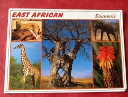 Wildlife Of East Africa 17 X 12 Cm GRAND FORMAT - Girafes