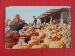 Punkin Farm Charles Zeh & Sons Spruce Acres Farm Calverton Long Island NY   Not Mailed    ------ Ref 1174 - Long Island