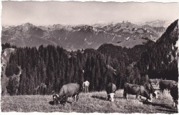 THOLLON-LES-MEMISES.  7785.  -  Vue Sur Les Montagnes Suisses.  Rochers De Nayes Et Diablerets - Thollon