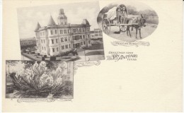 San Antonio TX Texas, Multiview City Hall Burro Cart Spanish Dagger Flowers, C1900s Vintage Postcard - San Antonio