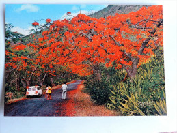 Carte Postale Ancienne : Mauritius : Les Flamboyants , Animé - Maurice