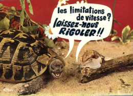 (M502) Snail-  Escargot - Tortue - Tortoise - Tortugas