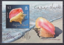 Cayman Islands 2010 Miniature Sheet Yvert BF 52, Fauna, Sea Shells - MNH - Kaimaninseln