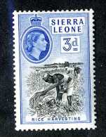 1586  Sierra Leone 1956  Scott #199a  M*  Offers Welcome! - Sierra Leona (...-1960)