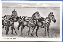 ANIMALI Della SAVANA -AFRICA - F/P B/N Lucido  -  Zebre (11 1110) - Zebre