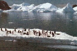 Taaf Terre Adélie Base Dumont D'Urville Carte Pres Affranchie - Bases Antarctiques