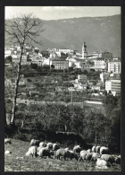 COVILHÃ (Portugal) - Vista Parcial - Sheep Shepherd Moutons Berger - Castelo Branco