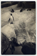 Delcampe - Parc ZOOLOGIQUE De VINCENNES--Un Pingouin Royal Et Un Groupe De Manchots Du Cap,cpsm 9 X 14 éd Draeger - Vincennes