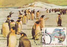 PENGUINS, EXPEDITION, CM, MAXICARD, CARTES MAXIMUM, 2004, ROMANIA - Fauna Antartica