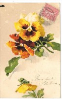 Fleurs - Illustrateur Catharina KLEIN - Pensée - Klein, Catharina