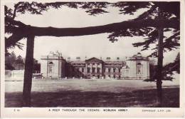 ROYAUME UNI - WOBURN ABBEY - A Peep Through The Cedars - D11 188 - Otros & Sin Clasificación