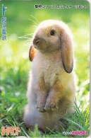 Télécarte Japonaise. Animaux. Lapin - Lapins