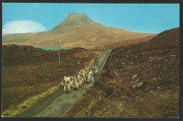 STACK POLLY Road To Archiltibuie Wester Ross Scotland Sutherland - Sutherland